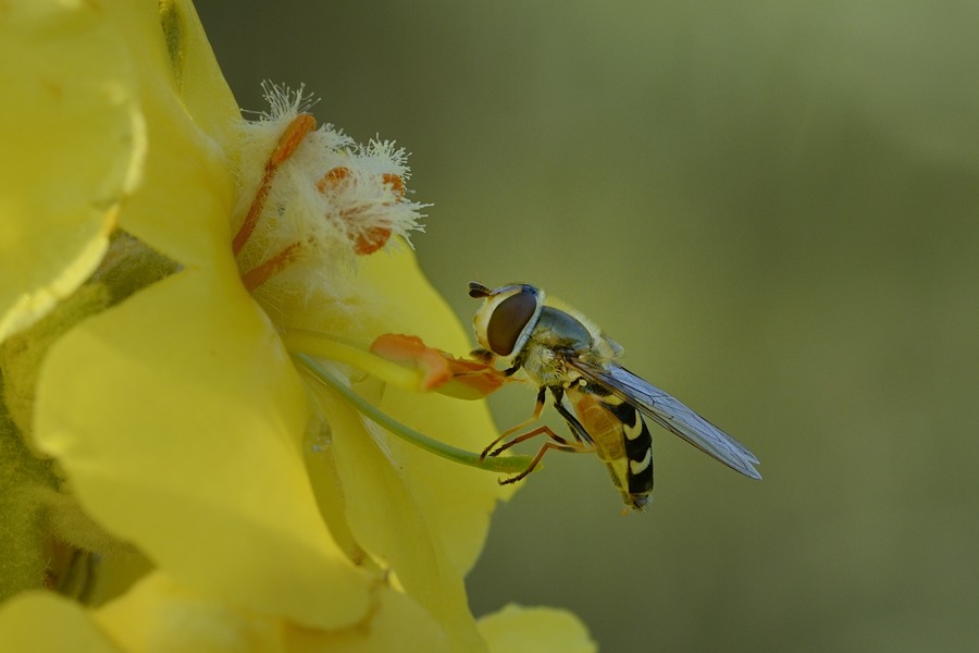 Syrphidae da ID